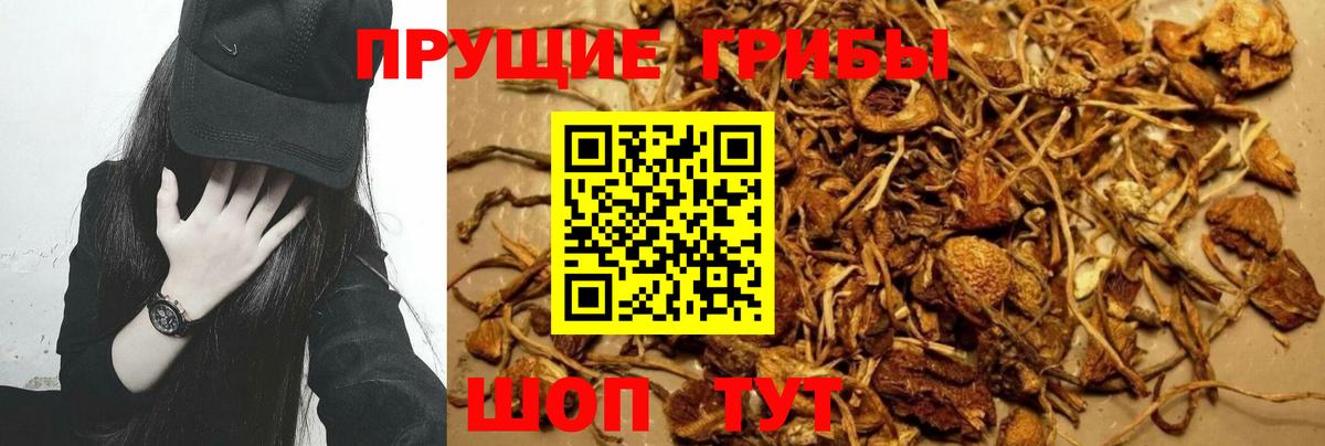 купить наркоту  Вход с VPN  Ивантеевка  Псилоцибиновые грибы Psilocybe 